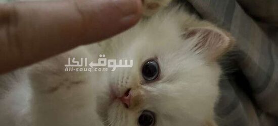 قطط هملايا سكوتش فولد وراغدوال العمر 45 يوم متعودين على اللتر بوكس واكل الويت فود - 2