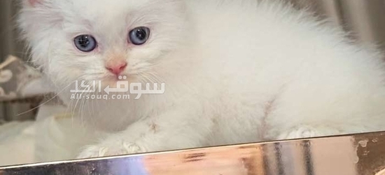 قطط هملايا سكوتش فولد وراغدوال العمر 45 يوم متعودين على اللتر بوكس واكل الويت فود - 3