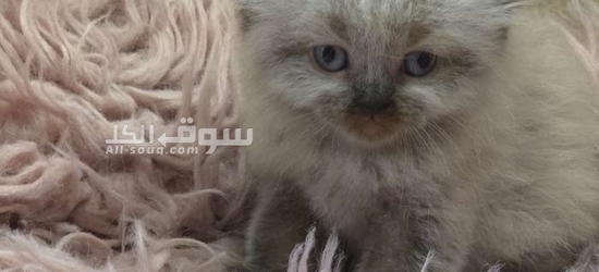 قطط هملايا سكوتش فولد وراغدوال العمر 45 يوم متعودين على اللتر بوكس واكل الويت فود - 4