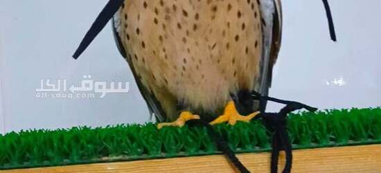 صقر شرياص بذوار للبيع في راس الخيمة مع الدس والسبوق والبرقع